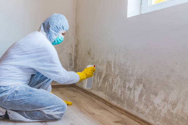 Licensed Attic Mold Removal service in Portsmouth, VA - WQB Mold Removal