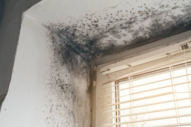 Affordable Attic Mold Removal solutions in Portsmouth, VA